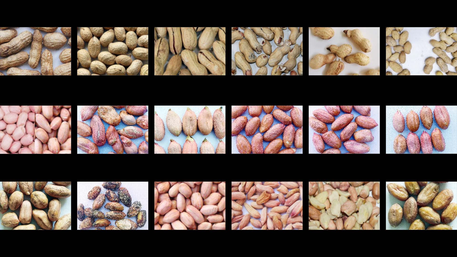 AMD Peanut-Farbsortierer