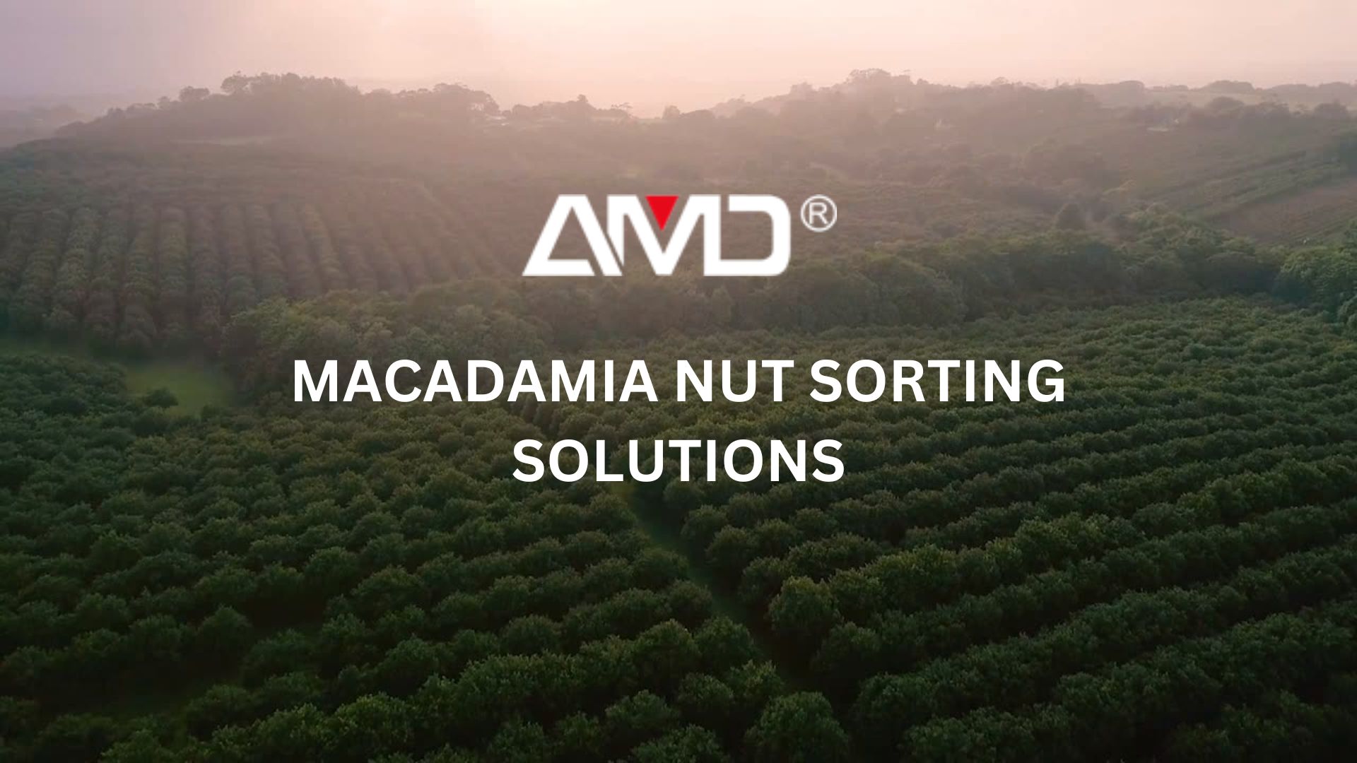 AMD® Macadamia Sorting Equipment for Better Yield and Safety